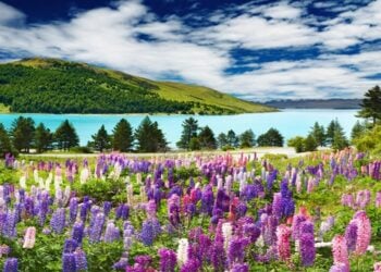 Retire to New Zealand